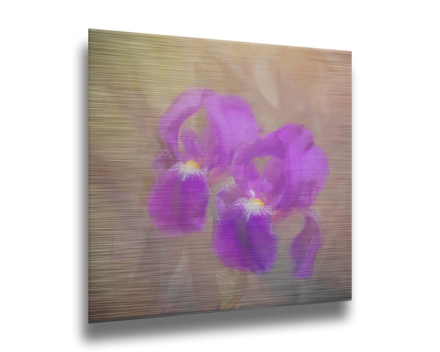 A photo of two purple irises against a brown background, textured to look like a painting. Printed on metal.