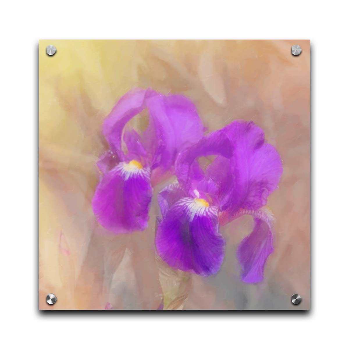 A photo of two purple irises against a brown background, textured to look like a painting. Printed on acrylic.