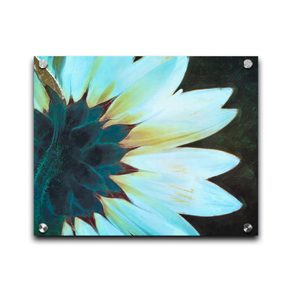 A closeup photo of the back of a sunflower, edited to have a painterly appearance and cool tone. Printed on acrylic.