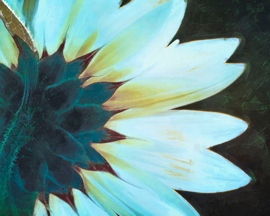 A closeup photo of the back of a sunflower, edited to have a painterly appearance and cool tone.