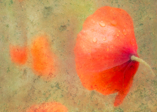 A photo of a dew covered red poppy, edited with high texture. 