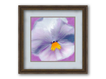 A close-up photo of a pale purple pansy flower. Printed on paper, matted, and framed.