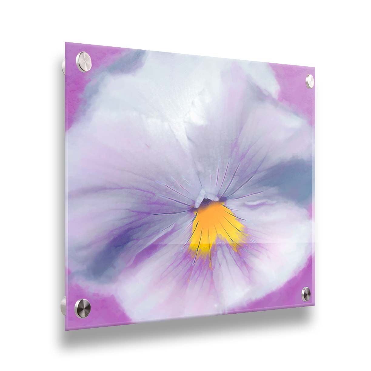 A close-up photo of a pale purple pansy flower. Printed on acrylic.