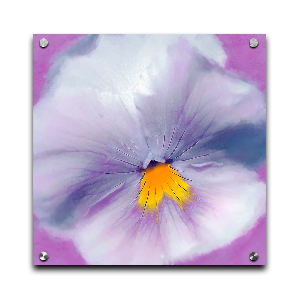 A close-up photo of a pale purple pansy flower. Printed on acrylic.