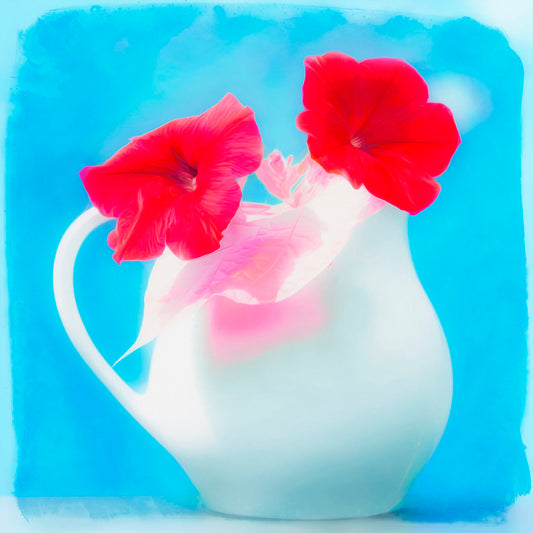 A photo of two red flowers in a white pitcher vase against a cyan background.