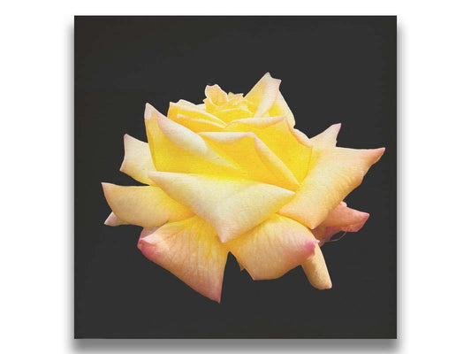 A photo of a soft yellow rose suspended on a black background. Printed on canvas.