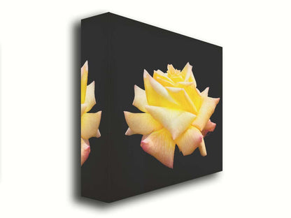 A photo of a soft yellow rose suspended on a black background. Printed on canvas.