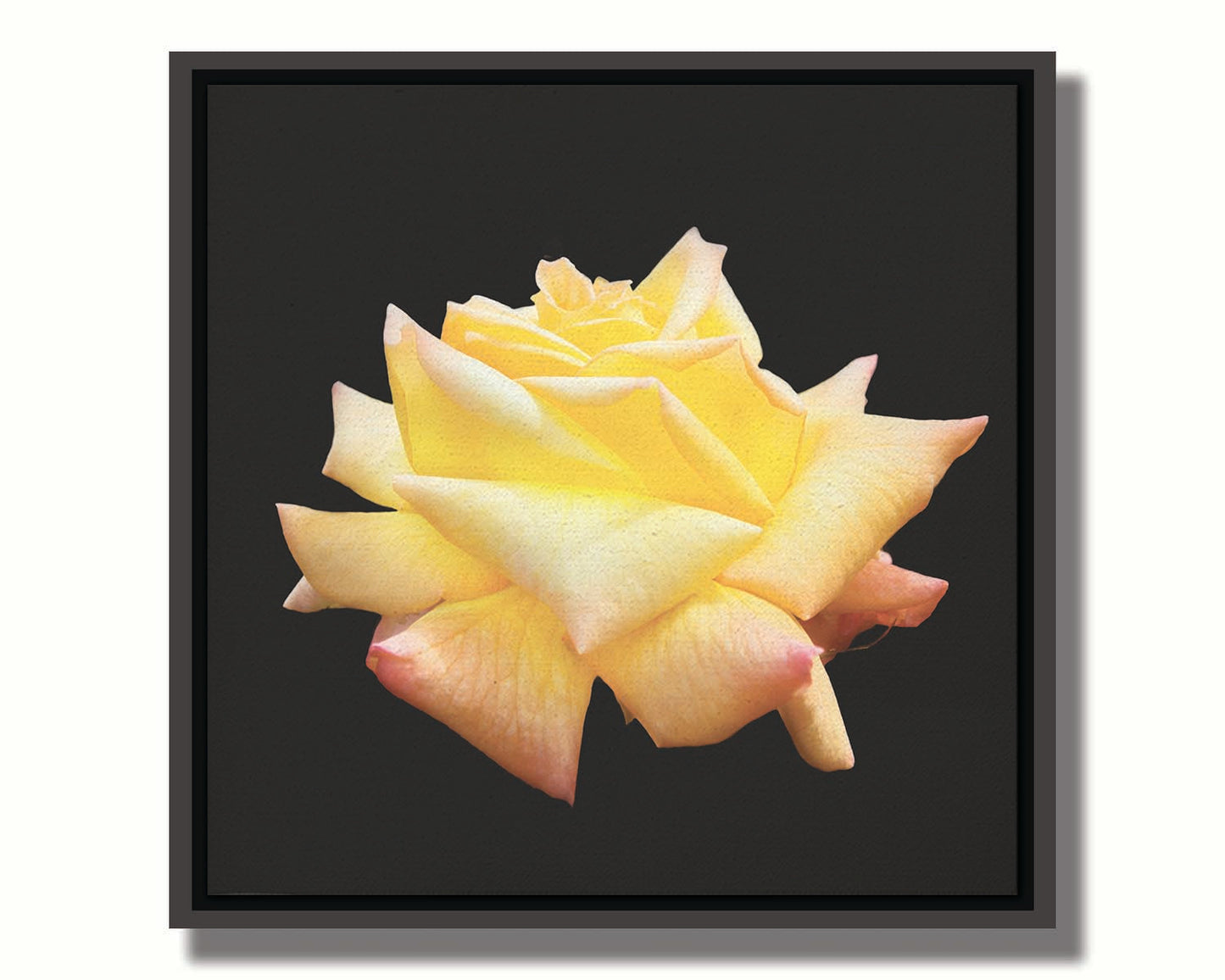 A photo of a soft yellow rose suspended on a black background. Printed on canvas in a float frame.