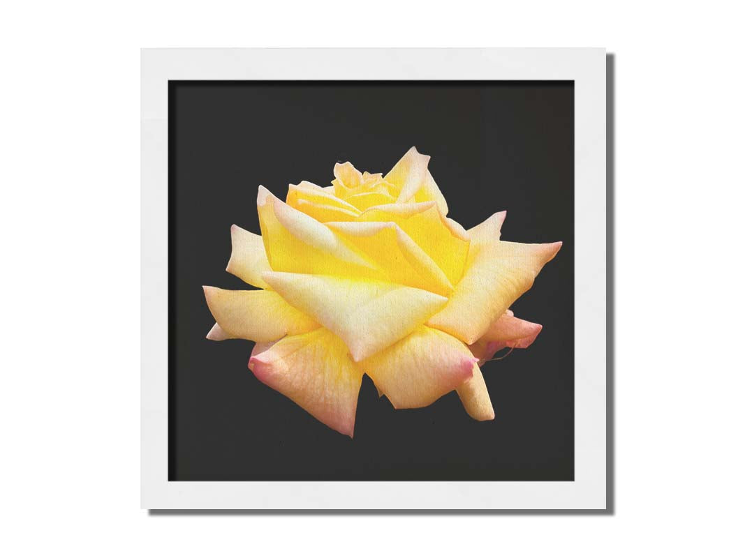 A photo of a soft yellow rose suspended on a black background. Printed on canvas and framed.