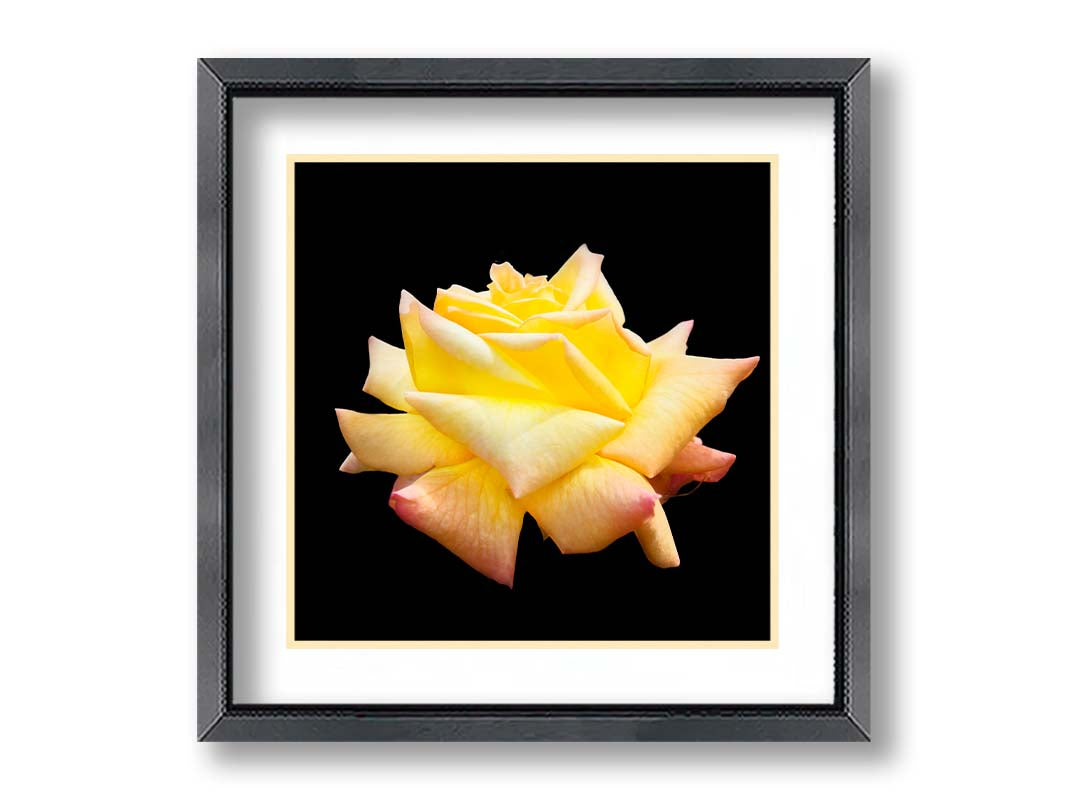 A photo of a soft yellow rose suspended on a black background. Printed on paper, matted, and framed.