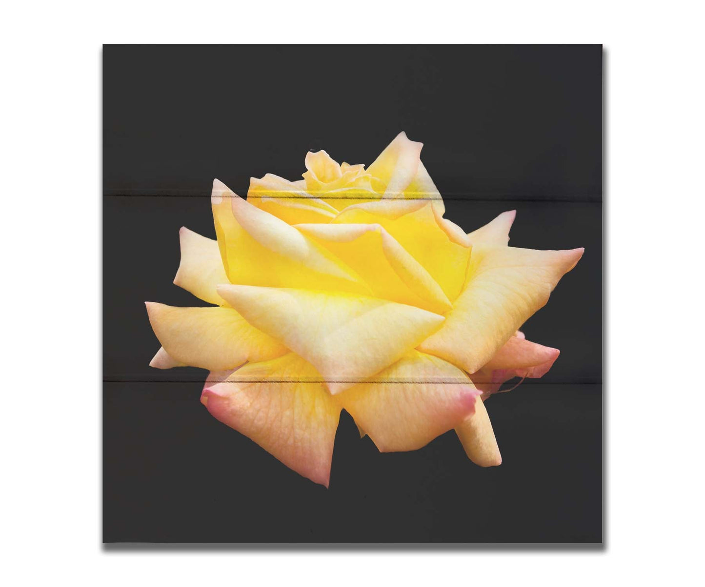 A photo of a soft yellow rose suspended on a black background. Printed on a box board.