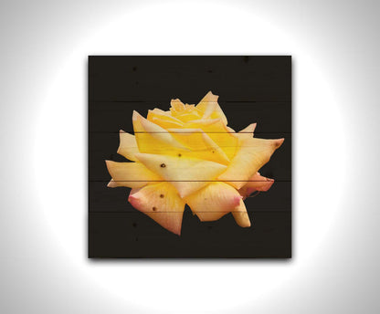 A photo of a soft yellow rose suspended on a black background. Printed on a wood pallet.