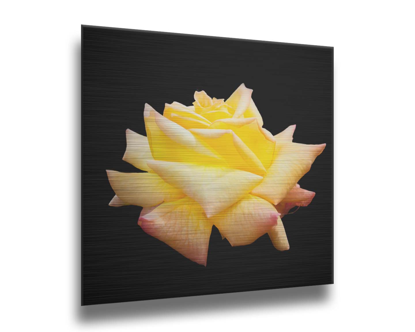 A photo of a soft yellow rose suspended on a black background. Printed on metal.