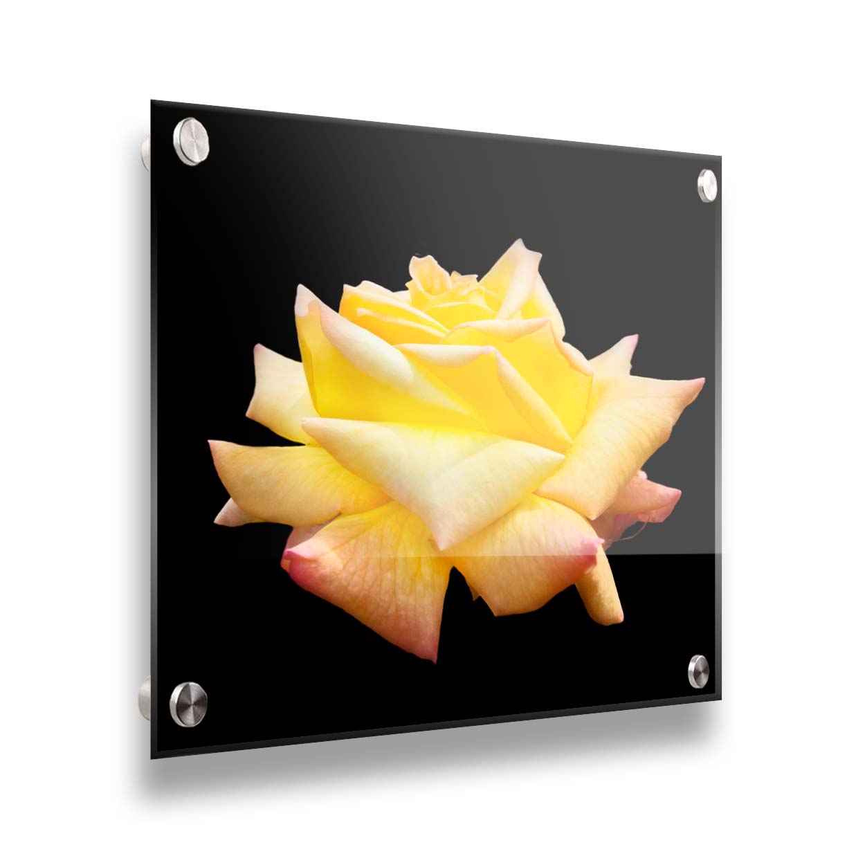 A photo of a soft yellow rose suspended on a black background. Printed on acrylic.