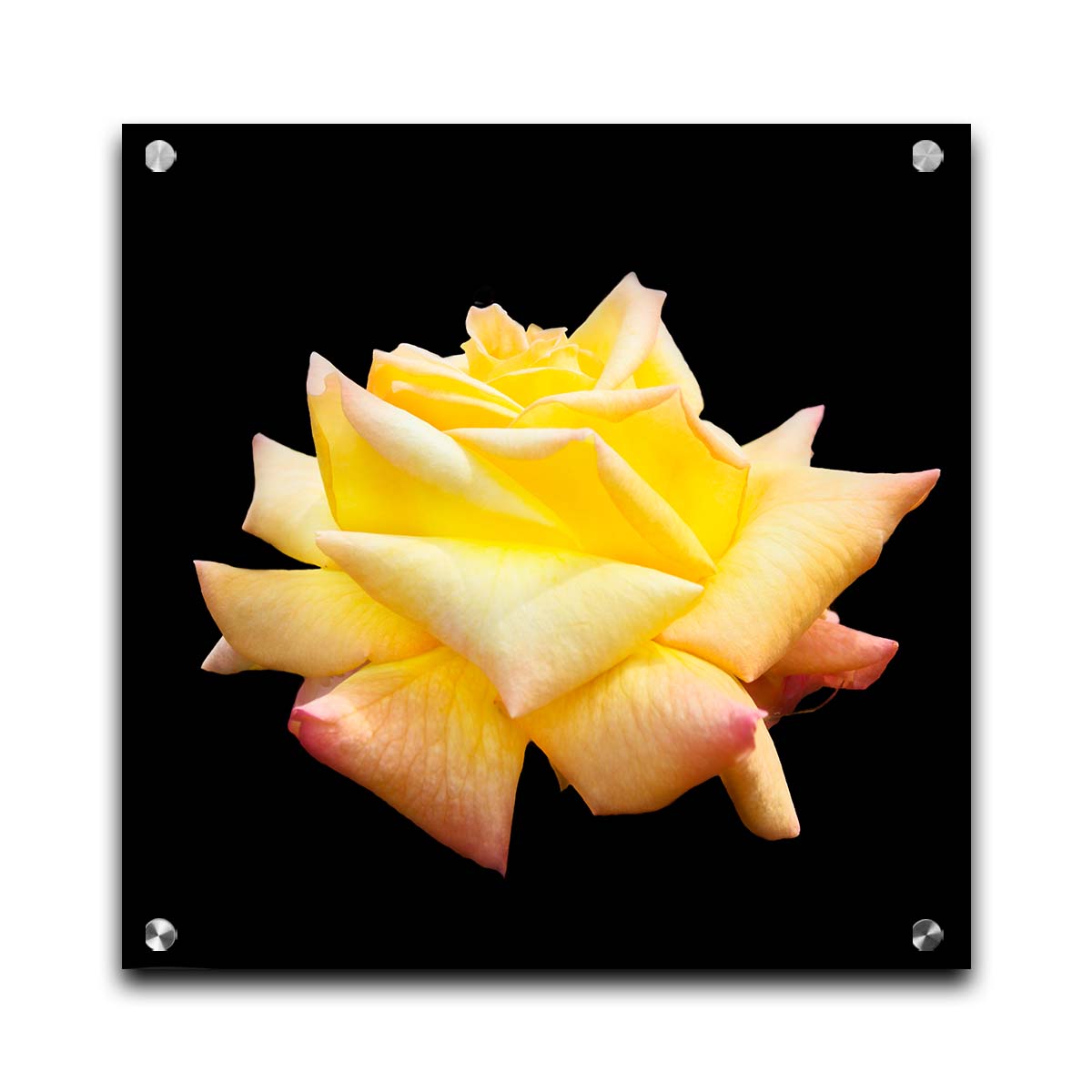 A photo of a soft yellow rose suspended on a black background. Printed on acrylic.