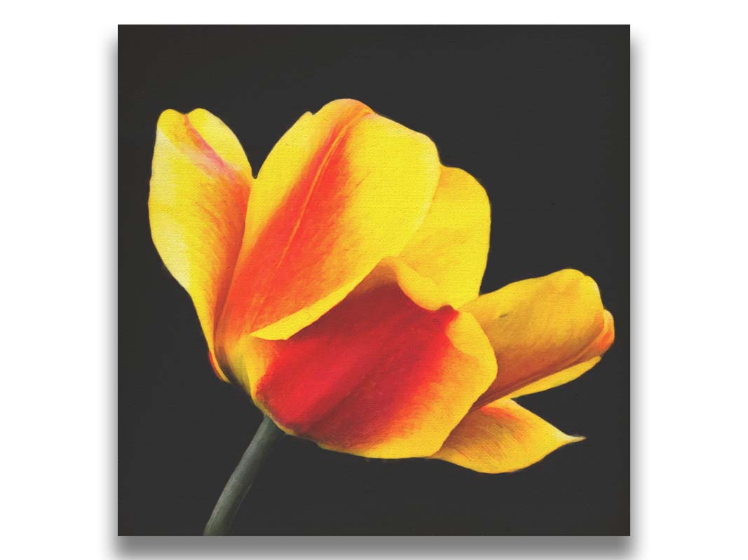 A photo of a red and yellow tulip suspended on a black background. Printed on canvas.