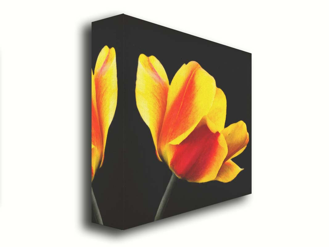 A photo of a red and yellow tulip suspended on a black background. Printed on canvas.