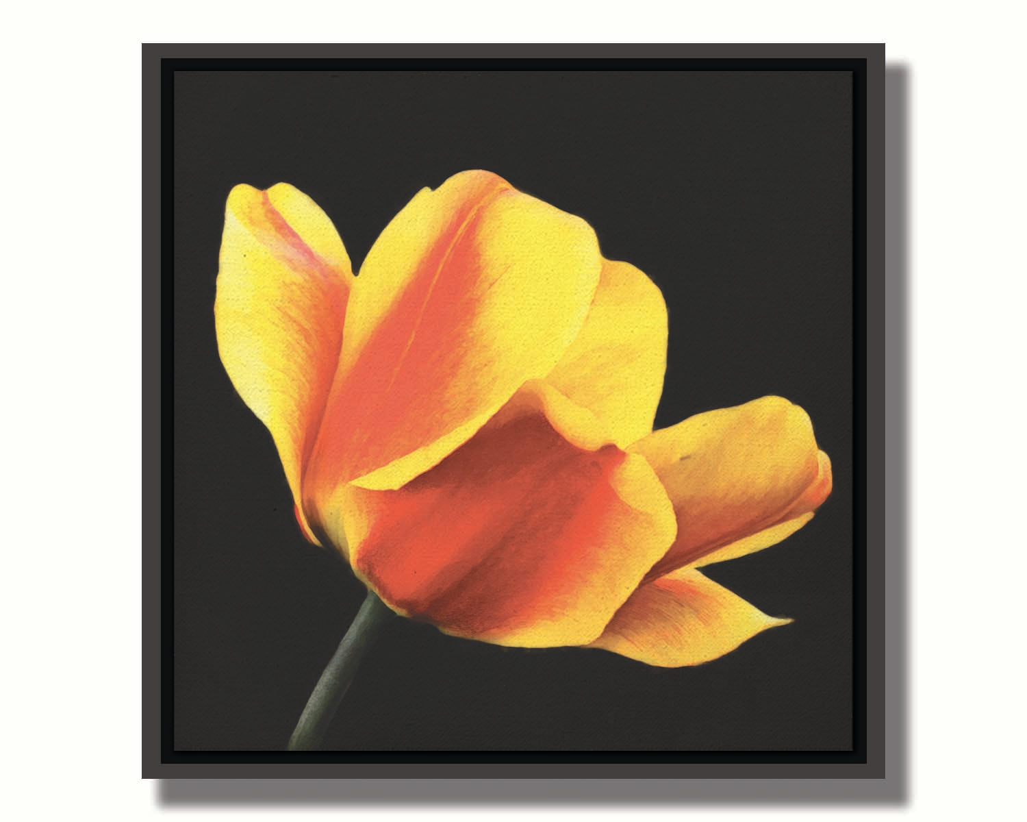 A photo of a red and yellow tulip suspended on a black background. Printed on canvas in a float frame.