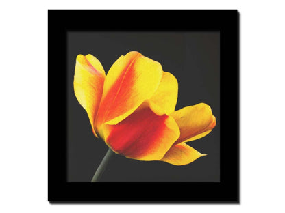 A photo of a red and yellow tulip suspended on a black background. Printed on canvas and framed.