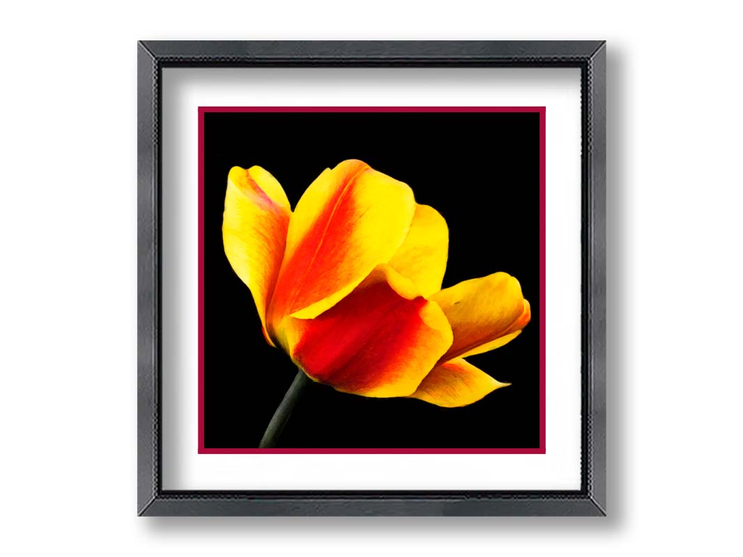 A photo of a red and yellow tulip suspended on a black background. Printed on paper, matted, and framed.