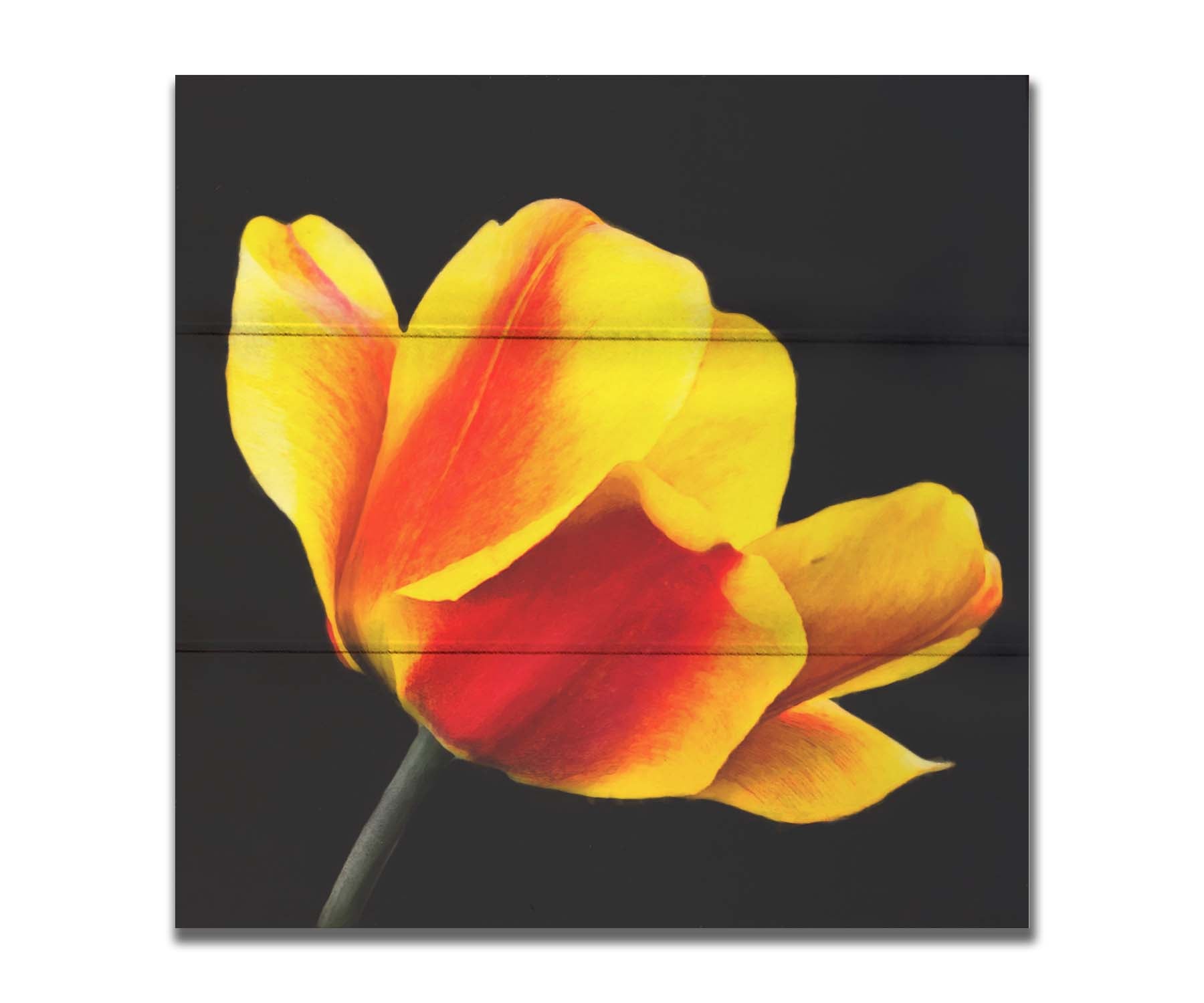 A photo of a red and yellow tulip suspended on a black background. Printed on a box board.