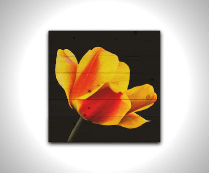 A photo of a red and yellow tulip suspended on a black background. Printed on a wood pallet.