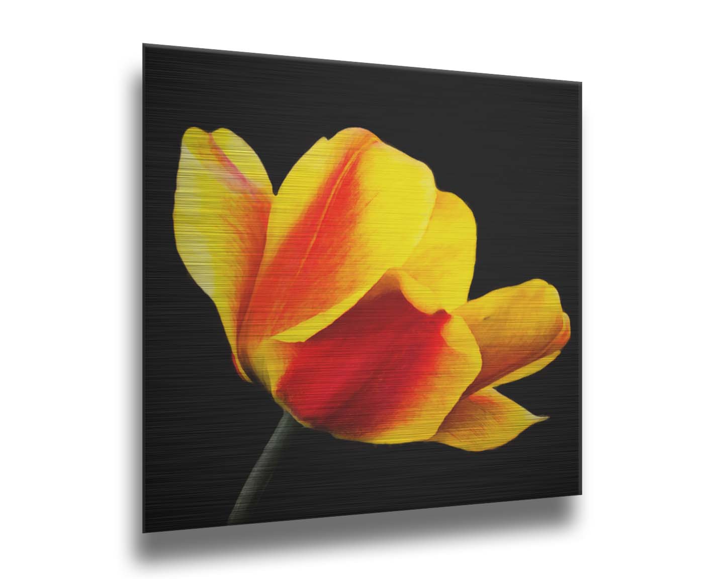 A photo of a red and yellow tulip suspended on a black background. Printed on metal.