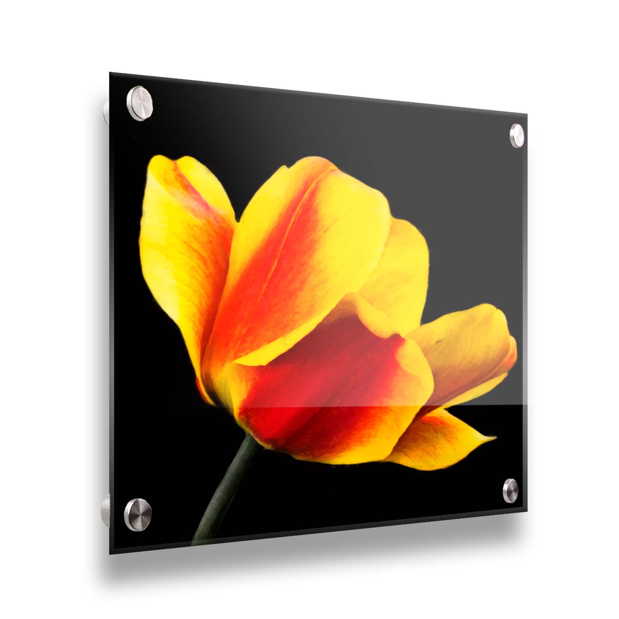 A photo of a red and yellow tulip suspended on a black background. Printed on acrylic.