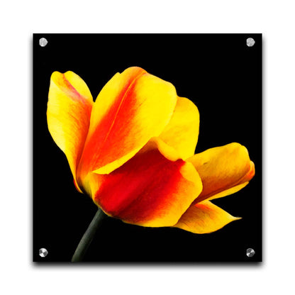 A photo of a red and yellow tulip suspended on a black background. Printed on acrylic.