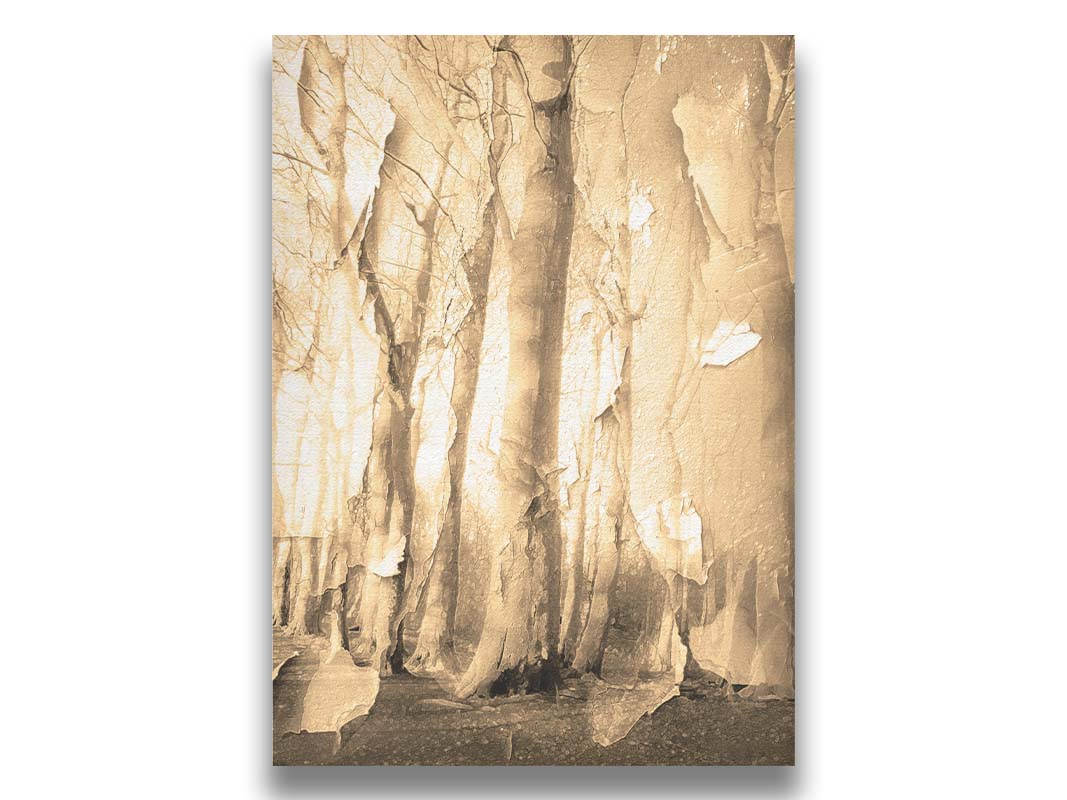 A photo of a birch forest in sepia, overlayed with a texture of peeling paper reminiscent of the trees' bark. Printed on canvas.