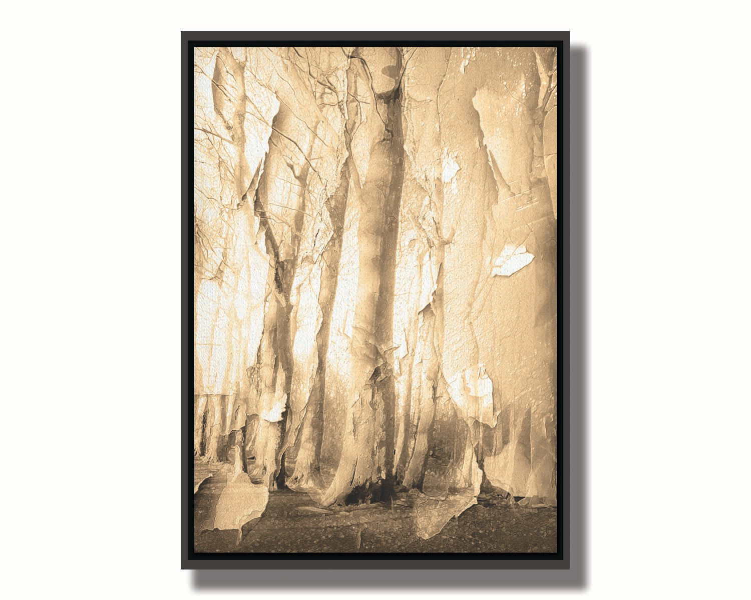 A photo of a birch forest in sepia, overlayed with a texture of peeling paper reminiscent of the trees' bark. Printed on canvas in a float frame.