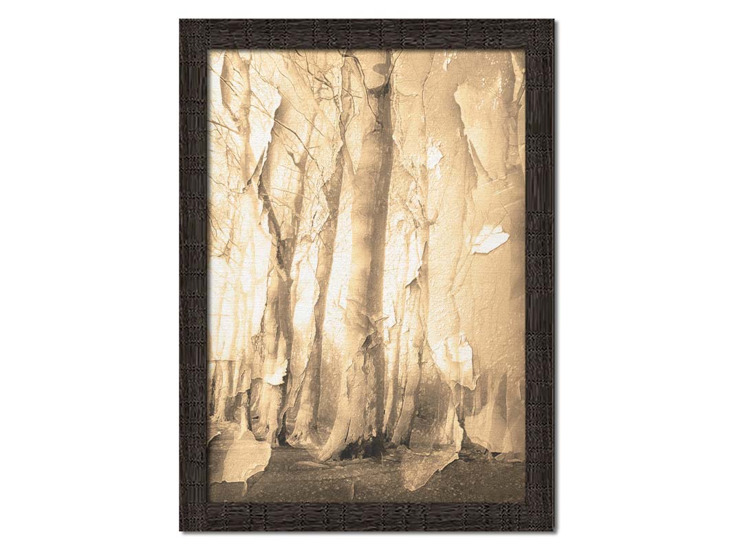 A photo of a birch forest in sepia, overlayed with a texture of peeling paper reminiscent of the trees' bark. Printed on canvas and framed.