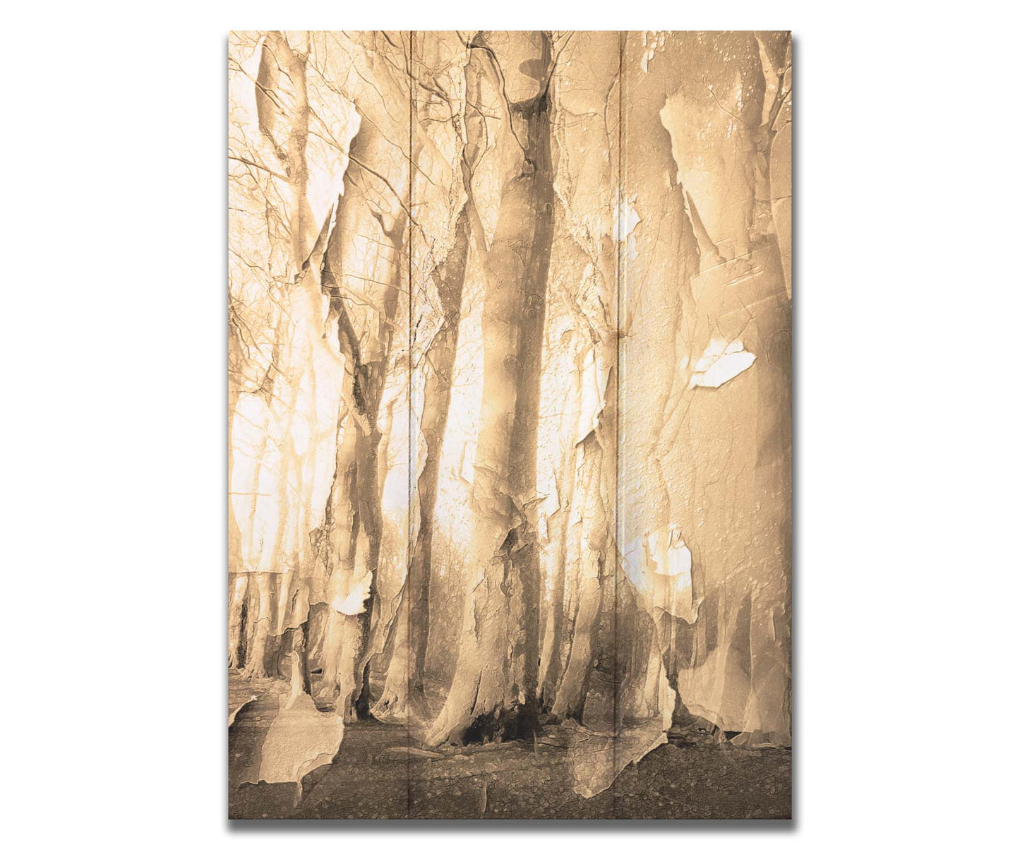 A photo of a birch forest in sepia, overlayed with a texture of peeling paper reminiscent of the trees' bark. Printed on a box board.