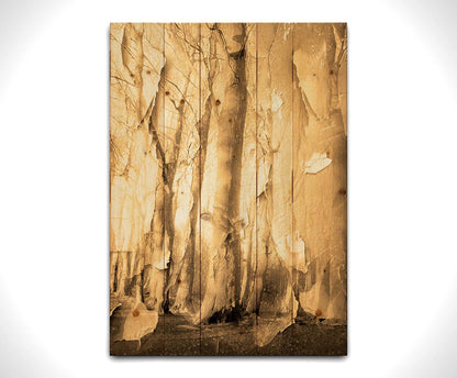 A photo of a birch forest in sepia, overlayed with a texture of peeling paper reminiscent of the trees' bark. Printed on a wood pallet.