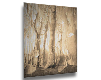 A photo of a birch forest in sepia, overlayed with a texture of peeling paper reminiscent of the trees' bark. Printed on metal.