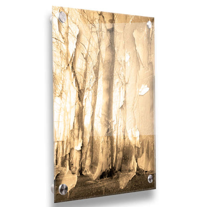 A photo of a birch forest in sepia, overlayed with a texture of peeling paper reminiscent of the trees' bark. Printed on acrylic.