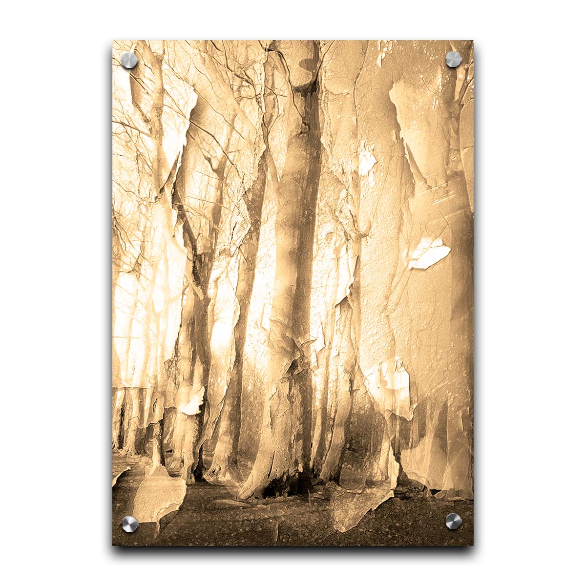 A photo of a birch forest in sepia, overlayed with a texture of peeling paper reminiscent of the trees' bark. Printed on acrylic.