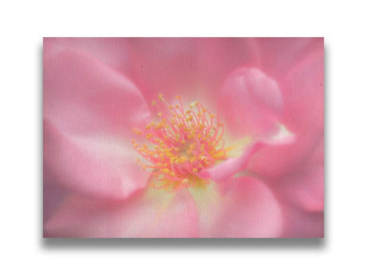 A closeup photo of a pink flower, blurred and softly lit. Printed on canvas.