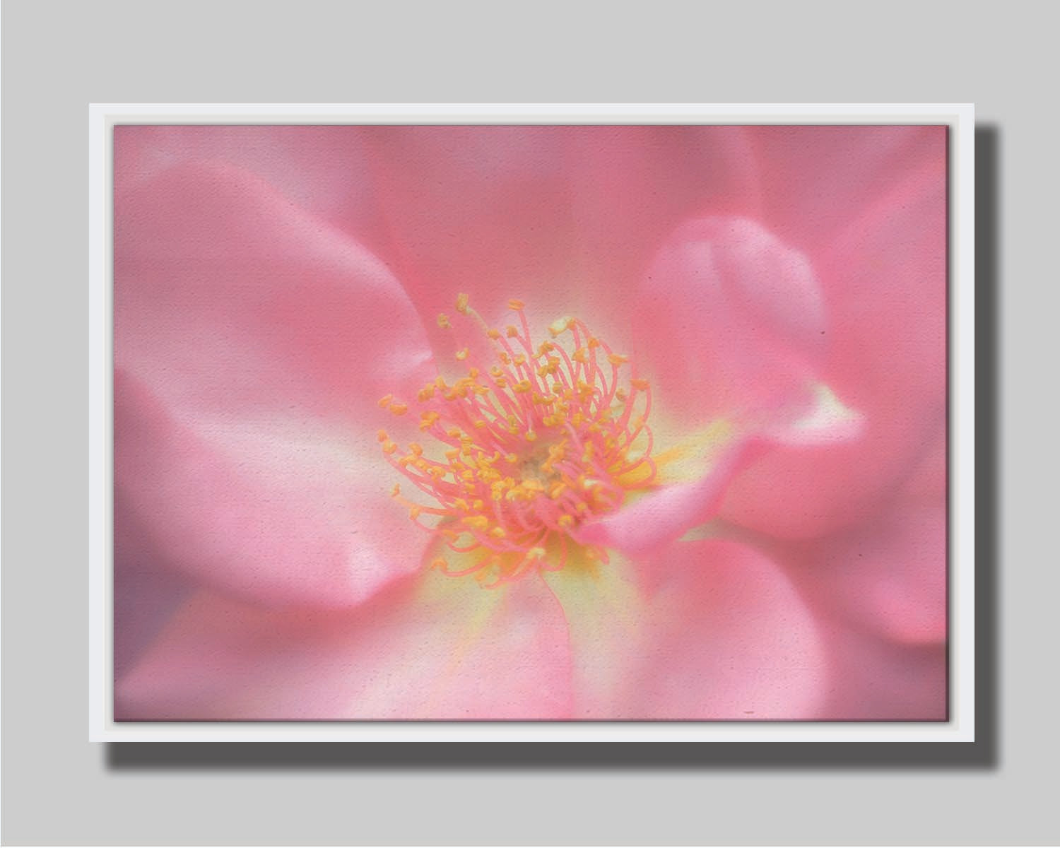 A closeup photo of a pink flower, blurred and softly lit. Printed on canvas in a float frame.