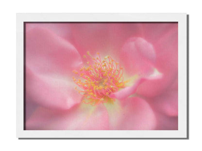 A closeup photo of a pink flower, blurred and softly lit. Printed on canvas and framed.