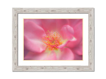 A closeup photo of a pink flower, blurred and softly lit. Printed on paper, matted, and framed.