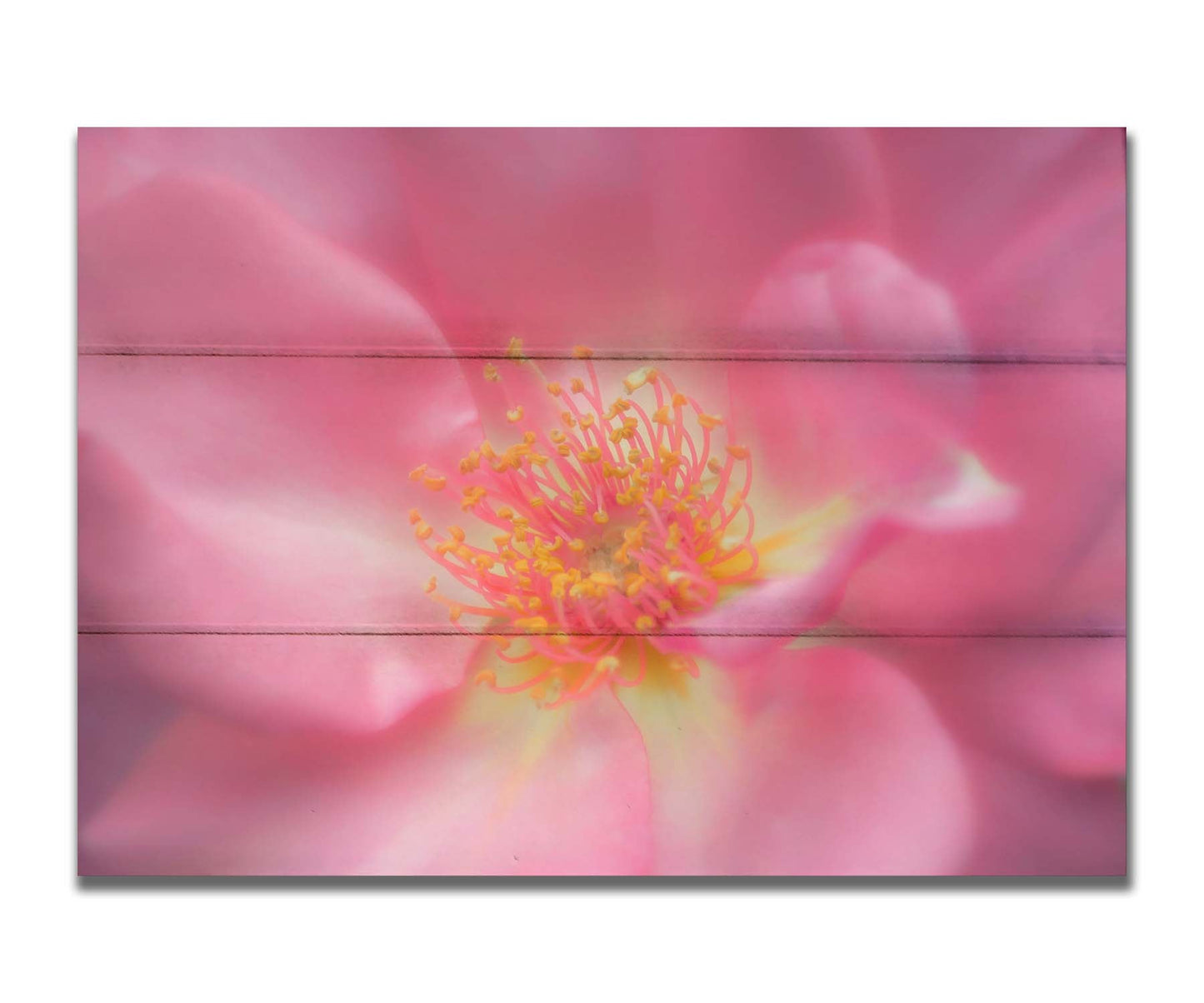 A closeup photo of a pink flower, blurred and softly lit. Printed on a box board.