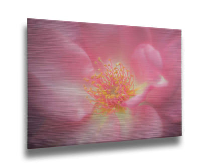 A closeup photo of a pink flower, blurred and softly lit. Printed on metal.