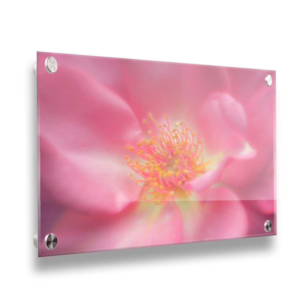 A closeup photo of a pink flower, blurred and softly lit. Printed on acrylic.