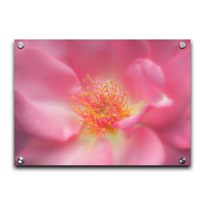 A closeup photo of a pink flower, blurred and softly lit. Printed on acrylic.