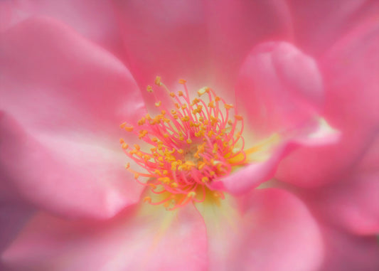 A closeup photo of a pink flower, blurred and softly lit.