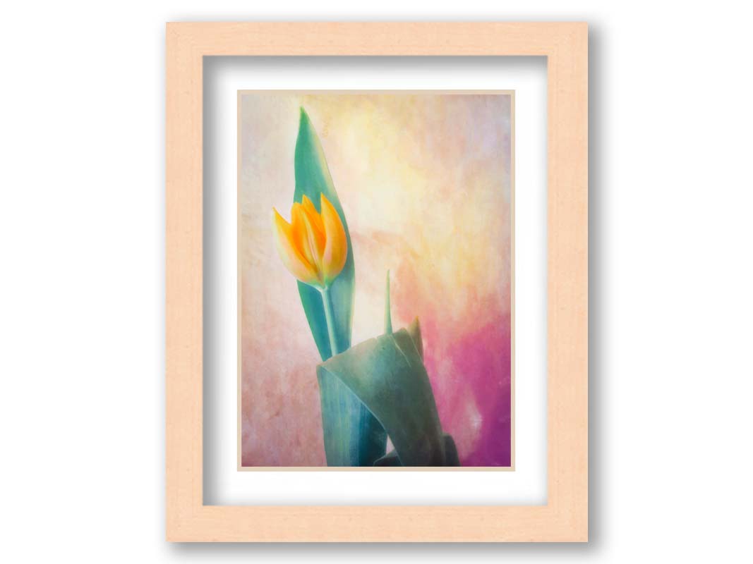 A photo of a single yellow tulip, with a painterly textured background in purple and yellow. Printed on paper, matted, and framed.