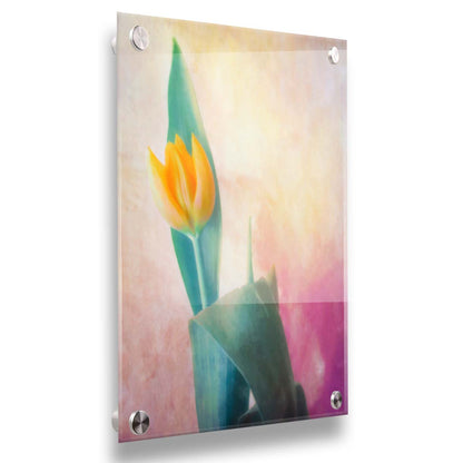 A photo of a single yellow tulip, with a painterly textured background in purple and yellow. Printed on acrylic.