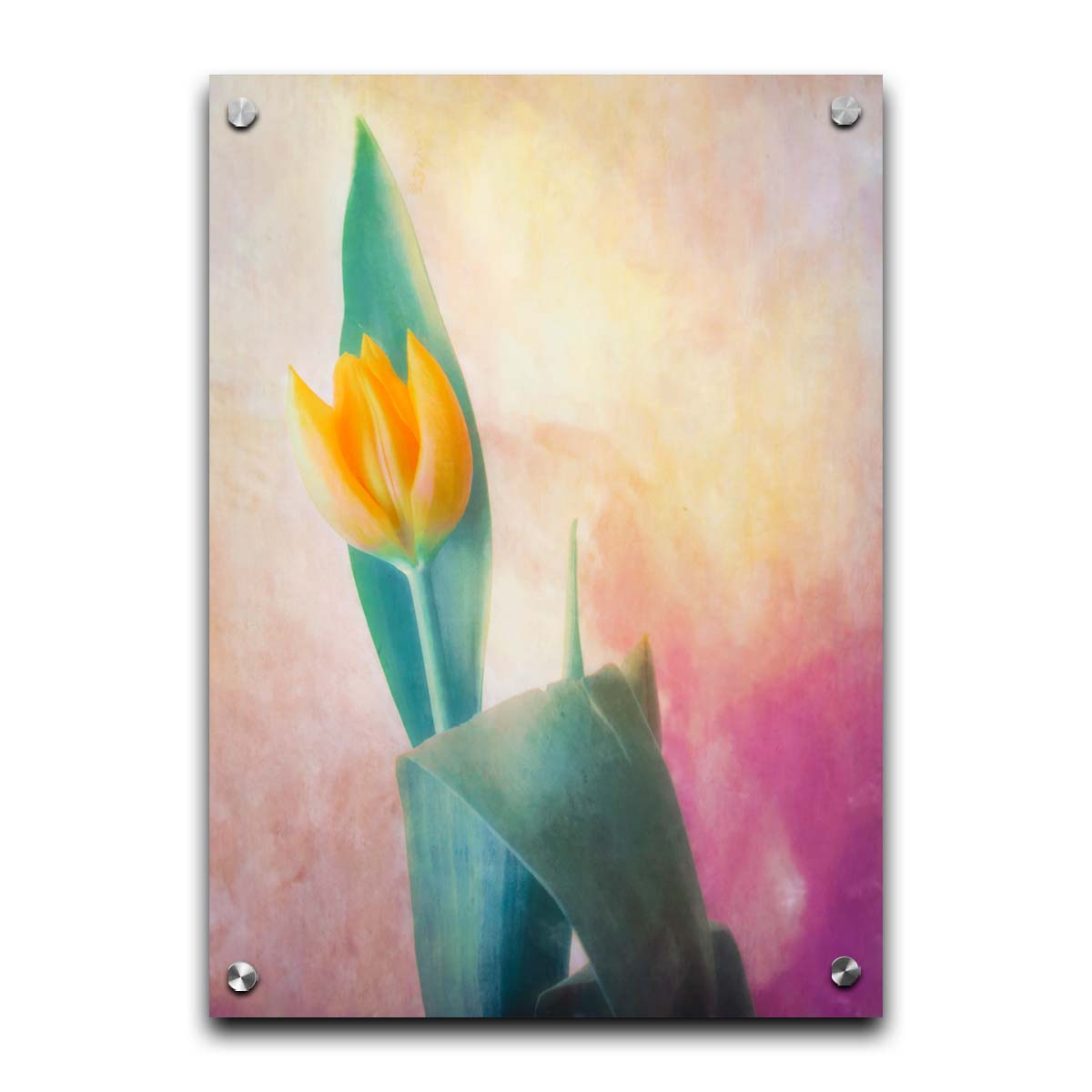 A photo of a single yellow tulip, with a painterly textured background in purple and yellow. Printed on acrylic.