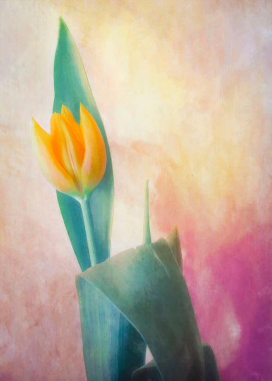 A photo of a single yellow tulip, with a painterly textured background in purple and yellow.